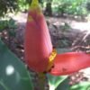 Musa Laterita