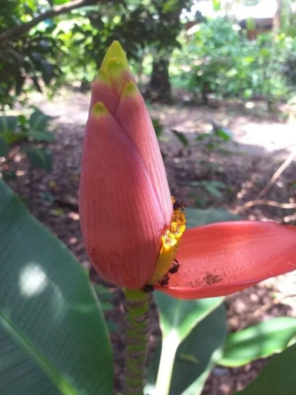 Musa Laterita