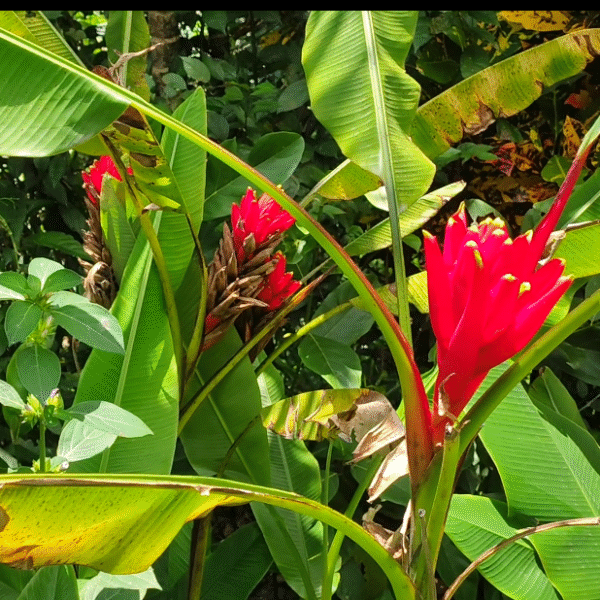 Musa Coccinea
