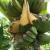 Musa 'Praying Hands'
