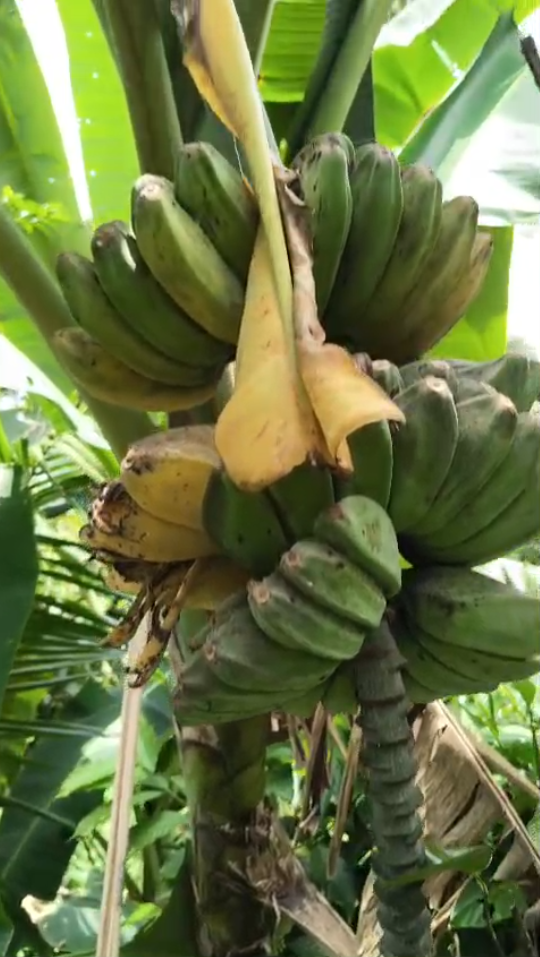 Musa 'Praying Hands'