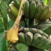 Musa 'Praying Hands'