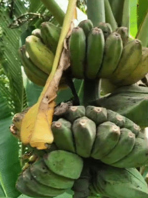 Musa 'Praying Hands'