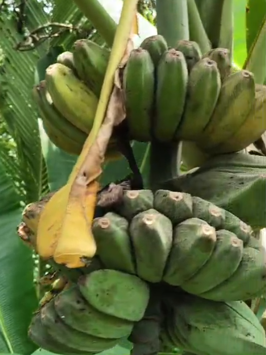 Musa 'Praying Hands'