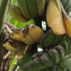 Musa 'Praying Hands'