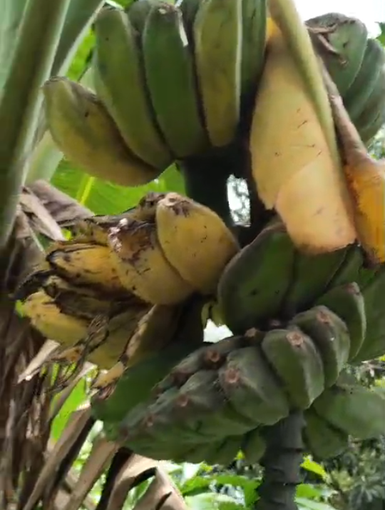 Musa 'Praying Hands'